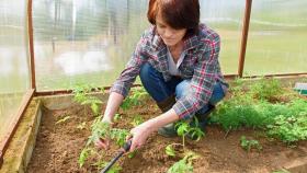 «Лента» планирует заняться тепличным бизнесом